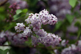 Fototapeta Lawenda - purple flowers in the garden