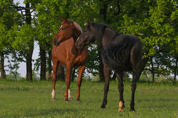 two curious horses carefully look away