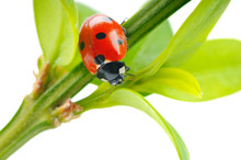 Red Ladybug On A Green Leaf In The Grass Isolated On A White Background , Close-up
