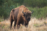 Fototapeta Krajobraz - European bison, bison bonasus, Ralsko
