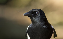 European Magpie Close Up