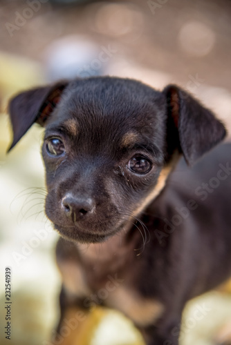 black and tan chihuahua mix