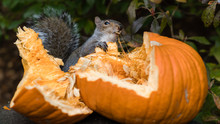 Grey Squirrel Feeding On Pumpkin Seeds