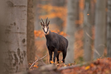 Wall Mural - chamois, rupicapra rupicapra, czech republic