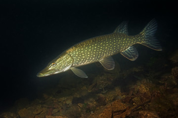 northern pike, esox lucius, czech dive