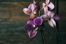 Orchid