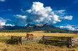 JULY 12, 2018, RIDGWAY COLORADO USA - Horse overlooks worm western fence in front of San Juan Mountains in Old West of Southwest Colorado near Ridgway