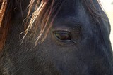 Fototapeta Konie - the beautiful brown horse portrait