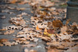 fallen leaves on ground
