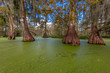 © spiritofamerica - Cajun Swamp & Lake Martin, near Breaux Bridge and Lafayette Louisiana