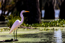 White Egret In Cajun Swamp & Lake Martin, Near Breaux Bridge And Lafayette Louisiana