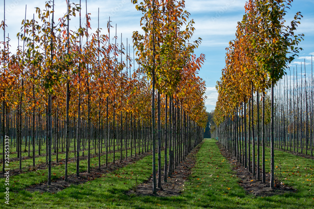 Public and privat garden, parks tree nursery in Netherlands, specialise in medium to very large sized trees, grey alder trees in rows in autumn - obrazy, fototapety, plakaty 