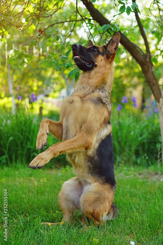 Obedient Short Haired German Shepherd Dog Sitting Up On Its Back