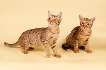 Ocicat spotted cat on colored backgrounds