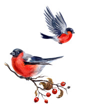 Bullfinch On Hawthorn Branch And Flying Bullfinch On White Background, Isolated With Clipping Path, Watercolor Illustration.