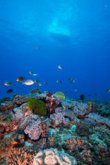 Healthy reefscape in Lord Howe