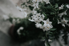 Bunch Of White Scented Jasmine Flowers