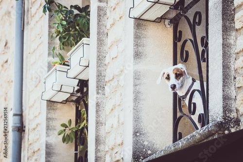 Fotografía Chien jack russell qui regarde par la fenêtre