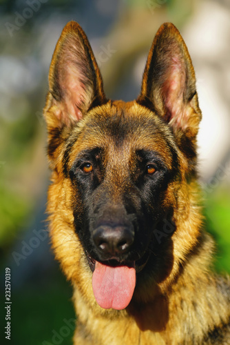 The Portrait Of A Young Short Haired German Shepherd Dog Posing Outdoors In The Garden In Summer Buy This Stock Photo And Explore Similar Images At Adobe Stock Adobe Stock