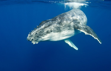 humpback whale near the surface