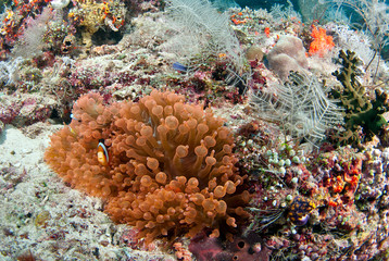 Wall Mural - Healthy reef scene in Indonesia