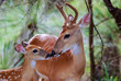 White Tail Buck and Fawn