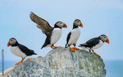 Fotomural Atlantic Puffins, Machias Seal Island