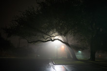 City Night Fog