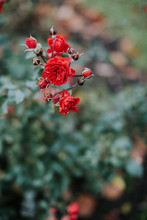 Colorful Red Roses And Buds On A Bush