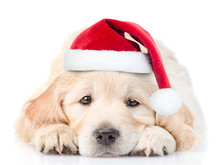 Sad Golden Retriever Puppy In Red Christmas Santa Hat Lying In Front View. Isolated On White Background