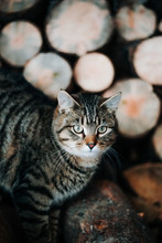 Striped Cat Climbing On A Wood Pile.