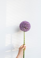 Hand Holding Bulbous Purple Flower With Light And Shadow