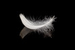 © Stocksy - Gentle white feather on black reflective surface