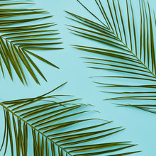 Green Leaves Palm Represented Of Blue Background