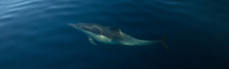 Wall Mural - Common bottlenosed dolphin swimming underwater near the Channel Islands National Park off the California coast in United States