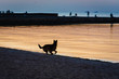 Silhouette of dog running on sea shore against sunset