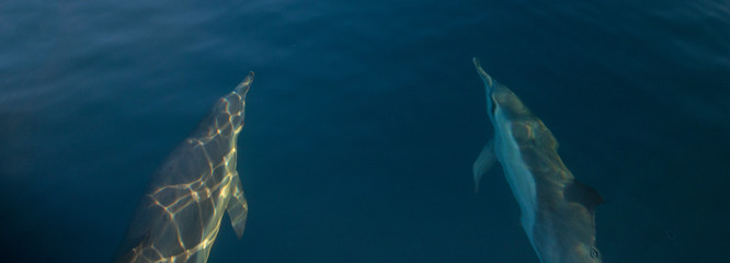 Wall Mural - Two common bottlenosed dolphins swimming underwater near Santa Barbara off the California coast in United States