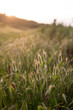 Late afternoon light on grass bunny tails at Wilsons Promontory, Victoria, Australia.