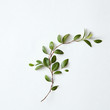 © Stocksy - branch of green leaves isolated
