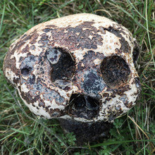 Skull-shaped Puffball Mushroom