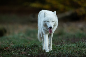 White Wolf in the forest