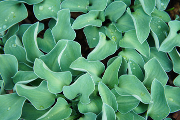 Wall Mural - Hosta blue mouse ears green foliage plant background