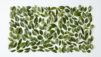 green square over white background