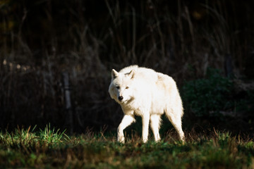 Wall Mural - White Wolf in the forest