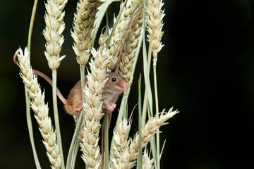 Aufkleber - A small harvest mouse is perched between ears of wheat. It's nose and head are sticking out from one of the stems. Against a dark background with copy space