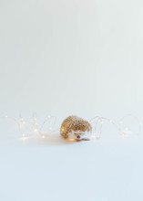 Grouchy Looking Hedgehog Surrounded By Fairy Lights