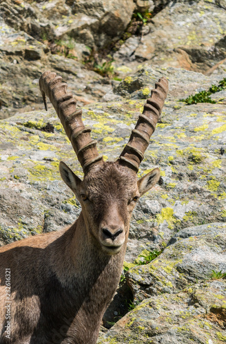 Animal Bouquetin Des Alpes Cornes France Chèvre De Montagne