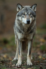  Grey wolf in the forest