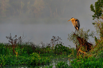 Wall Mural - early dawn somewhere in florida