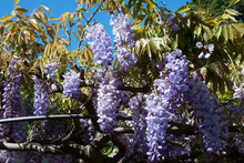 Sydney Australia, Close-up Of Purple Hanging Wisteria Flowers 